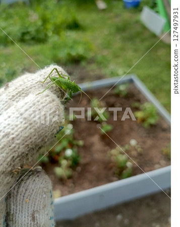 A close-up of a green grasshopper resting on a gloved hand. The background features a garden bed with small plants growing in soil. A close-up of a green grasshopper resting on a gloved hand. The background features a garden bed with small plants growing in soil. 127497931