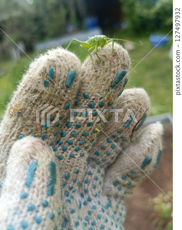 A close-up of a hand wearing a gardening glove, holding a green insect. The background features a blurred garden with greenery and tools. A close-up of a hand wearing a gardening glove, holding a green insect. The background features a blurred garden with greenery and tools. 127497932