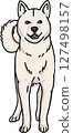 Kishu dog, color, transparent background, dog illustration 127498157