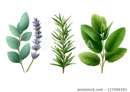 Detailed illustration of eucalyptus, lavender, rosemary, and mint herbs with lush green leaves on a white background. Ideal for botanical, herbal, and natural-themed projects. 127498391