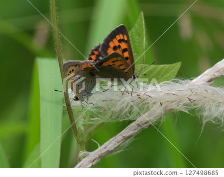 灰蝶科軍曹魚的交配 灰蝶科軍曹魚的交配 127498685