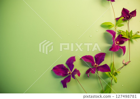 Isolated clematis with green space in frame 127498781