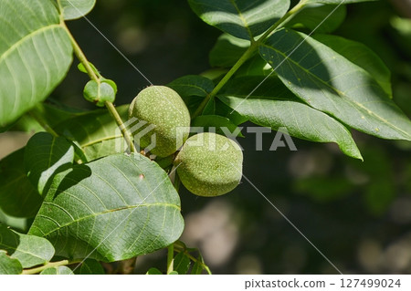 Walnuts growing on a tree 127499024