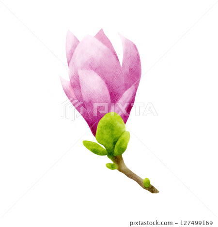 Pink magnolia flower on a brown branch with tiny green leaves. Delicate watercolor illustration in botanical style. Hand drawn realistic flower for floral design and print. Pink magnolia flower on a brown branch with tiny green leaves. Delicate watercolor illustration in botanical style. Hand drawn realistic flower for floral design and print. 127499169