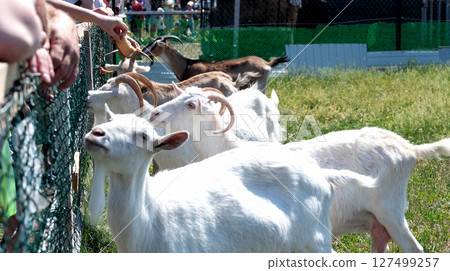 Goats eagerly approach visitors at a petting zoo during a sunny day, showcasing interaction and enjoyment for all ages 127499257