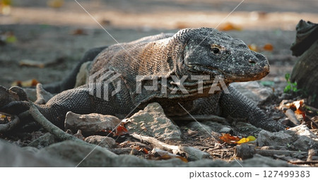 Large Komodo dragon or Varanus Komodoensis resting on ground, in sunset evening light, showcasing its scaly skin and powerful build. Wild animals natural habitat. Indonesia, Rinca island national park Large Komodo dragon or Varanus Komodoensis resting on ground, in sunset evening light, showcasing its scaly skin and powerful build. Wild animals natural habitat. Indonesia, Rinca island national park 127499383