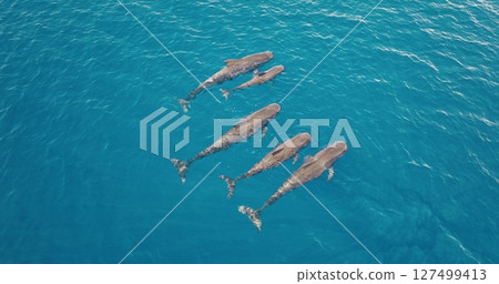 Aerial drone view of a family of pilot whales swimming close to the surface in crystal clear blue water, showing their sleek bodies and powerful natural movements. Wild ocean nature travel background 127499413