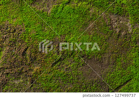 Mold green natural background Mold green natural background 127499737