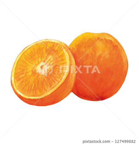 Watercolor Orange Fruits Vector Illustration on White Background 127499882
