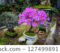 Blooming azalea bonsai in ornate ceramic pot placed on mossy stones, surrounded by miniature garden trees in a lush outdoor botanical setting 127499891