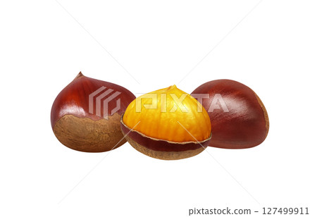 Chestnut illustration realistic Japanese chestnut 127499911