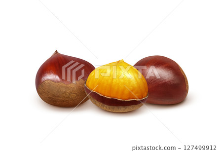 Chestnut illustration realistic Japanese chestnut 127499912