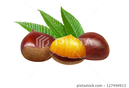 Chestnut illustration realistic Japanese chestnut 127499913