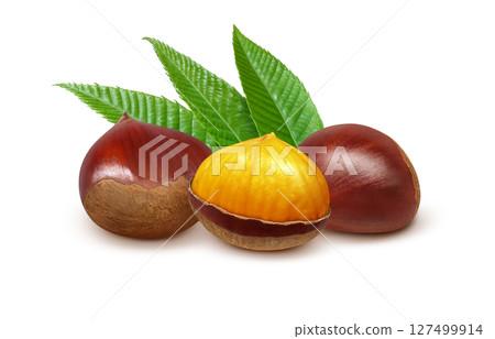 Chestnut illustration realistic Japanese chestnut Chestnut illustration realistic Japanese chestnut 127499914