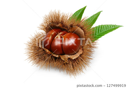 Chestnut illustration realistic Japanese chestnut Chestnut illustration realistic Japanese chestnut 127499919