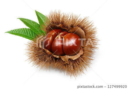 栗子插畫逼真的日本栗子 127499920