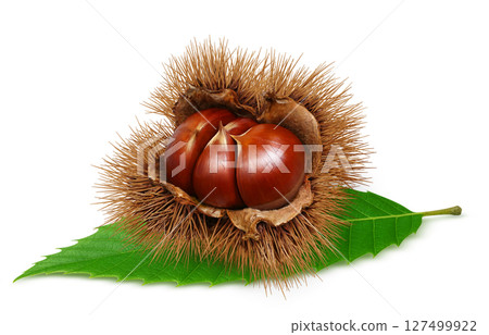 Chestnut illustration realistic Japanese chestnut Chestnut illustration realistic Japanese chestnut 127499922