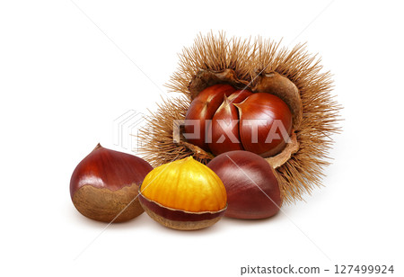 Chestnut illustration realistic Japanese chestnut 127499924