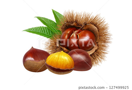 Chestnut illustration realistic Japanese chestnut 127499925