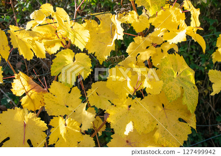 Yellow leaves and autumn vineyard near the houses. Nature colorful background. 127499942