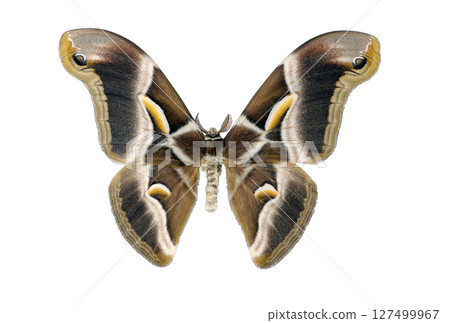 Isolated Saturnia moth Samia ricini shows stunning wing patterns and colors, highlighting its unique features. Captured in a controlled environment to emphasize its natural beauty. 127499967