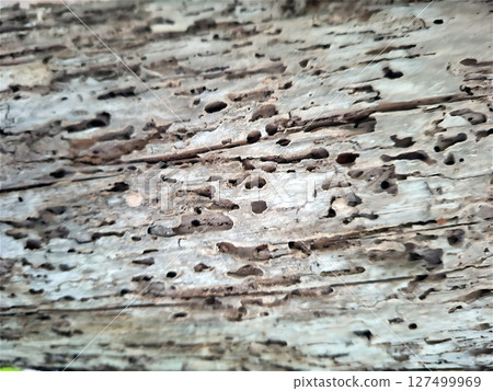 Close-up view of an old log reveals extensive damage caused by bark beetle larvae, showcasing intricate patterns of wood decay and the natural lifecycle of these insects. 127499969