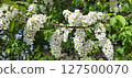 Flowering white-green bird cherry in spring. 127500070
