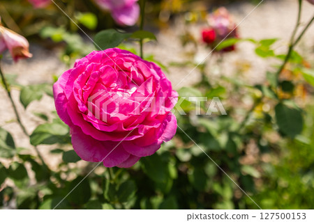 Close-up of a blooming pink rose in sunlight. Romance, natural beauty, and summer garden inspiration. 127500153