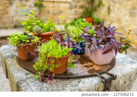 Assorted potted plants arranged on a rustic stone well. Urban courtyard gardening, Mediterranean charm, and colorful foliage composition. Assorted potted plants arranged on a rustic stone well. Urban courtyard gardening, Mediterranean charm, and colorful foliage composition. 127500215