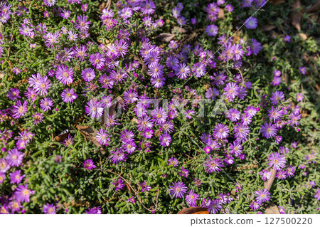 Dense carpet of purple ice plant blossoms in full bloom. Ground cover flowers, summer floral texture, and Mediterranean landscape vegetation. Copy space Dense carpet of purple ice plant blossoms in full bloom. Ground cover flowers, summer floral texture, and Mediterranean landscape vegetation. Copy space 127500220
