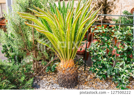 Young sago palm in ornamental garden bed. Exotic foliage, tropical landscaping, and decorative greenery for Mediterranean settings. Young sago palm in ornamental garden bed. Exotic foliage, tropical landscaping, and decorative greenery for Mediterranean settings. 127500222