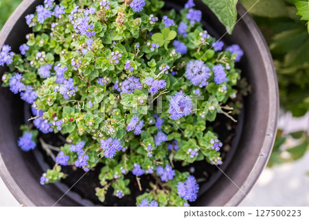 Potted ageratum plant with purple blooms. Urban gardening, seasonal flowers, and decorative outdoor landscaping. 127500223