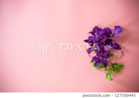 clematis branch and space for text on pink background 127500445