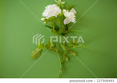 Close-up snow-white rose with water drops 127500483