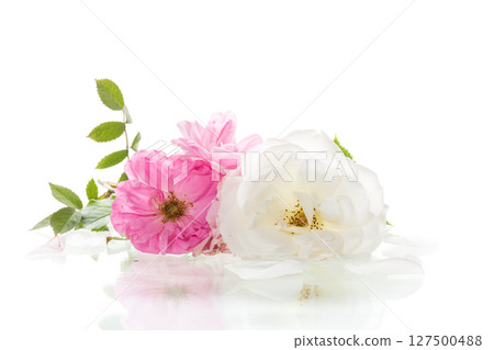 white and pink roses isolated on white background 127500488