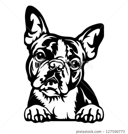 Boston Terrier Dog - Peeking Dog Breed - Pet Dog Vector Portrait, Dog Silhouette Stencil Boston Terrier Dog - Peeking Dog Breed - Pet Dog Vector Portrait, Dog Silhouette Stencil 127500773