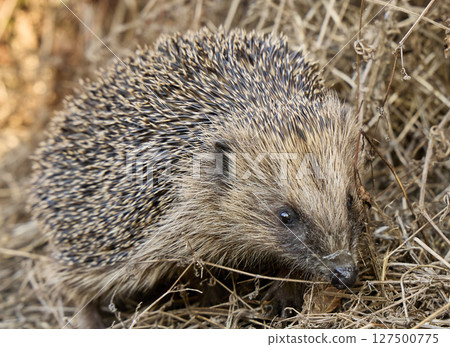 Wild European Hedgehog in Dry Grass Close-Up 127500775