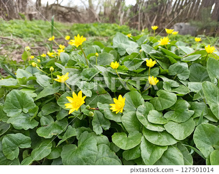 Caltha palustris growing in swamp. Spring flowers. Marsh Marigold flowers Caltha palustris growing in swamp. Spring flowers. Marsh Marigold flowers 127501014