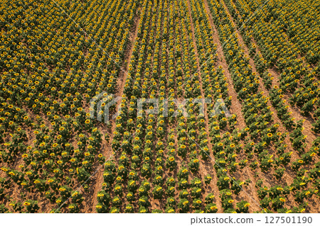 rows of blooming yellow sunflowers 127501190