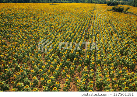 rows of blooming yellow sunflowers 127501191