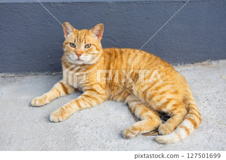Ginger tabby cat resting on pavement. Urban feline relaxation, warmth, and street charm. 127501699