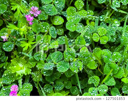 Dew covered clover leaves and pink flowers in vibrant greenery Dew covered clover leaves and pink flowers in vibrant greenery 127501853