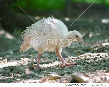 Turkey chick on a farm Turkey chick on a farm 127501862