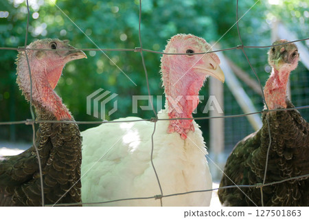 Farm turkey on a lawn behind the fence Farm turkey on a lawn behind the fence 127501863