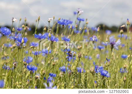 Blue Cornflowers Blooming on Summer Meadow Blue Cornflowers Blooming on Summer Meadow 127502001