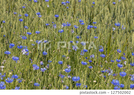 Blue Cornflowers Growing in Wheat Field Blue Cornflowers Growing in Wheat Field 127502002