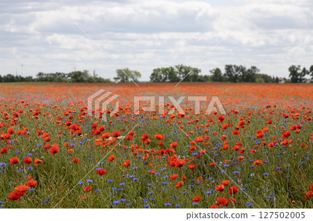 Field of Red Poppies and Blue Cornflowers Field of Red Poppies and Blue Cornflowers 127502005