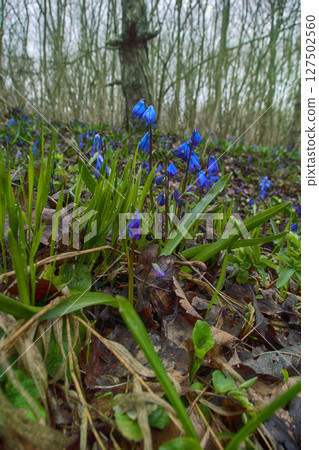 mercury (Scilla siberica) in Caucasus mercury (Scilla siberica) in Caucasus 127502560