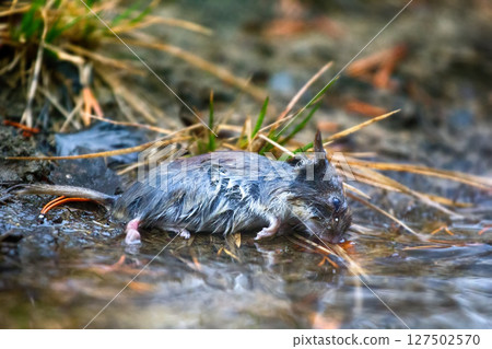 dead mouse in nature 127502570