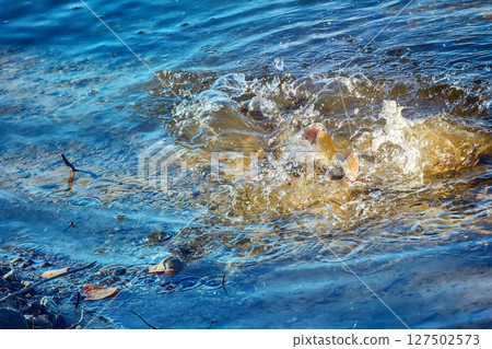 Grayling caught on lure 127502573